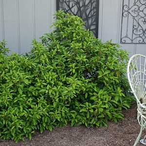 Viburnum Moonlit Lace